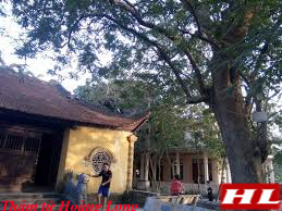 Tại Bắc Ninh, cây sưa khiến dân làng hỗn chiến
