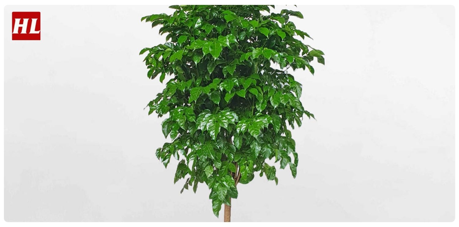 cây hạnh phúc hợp mệnh gì