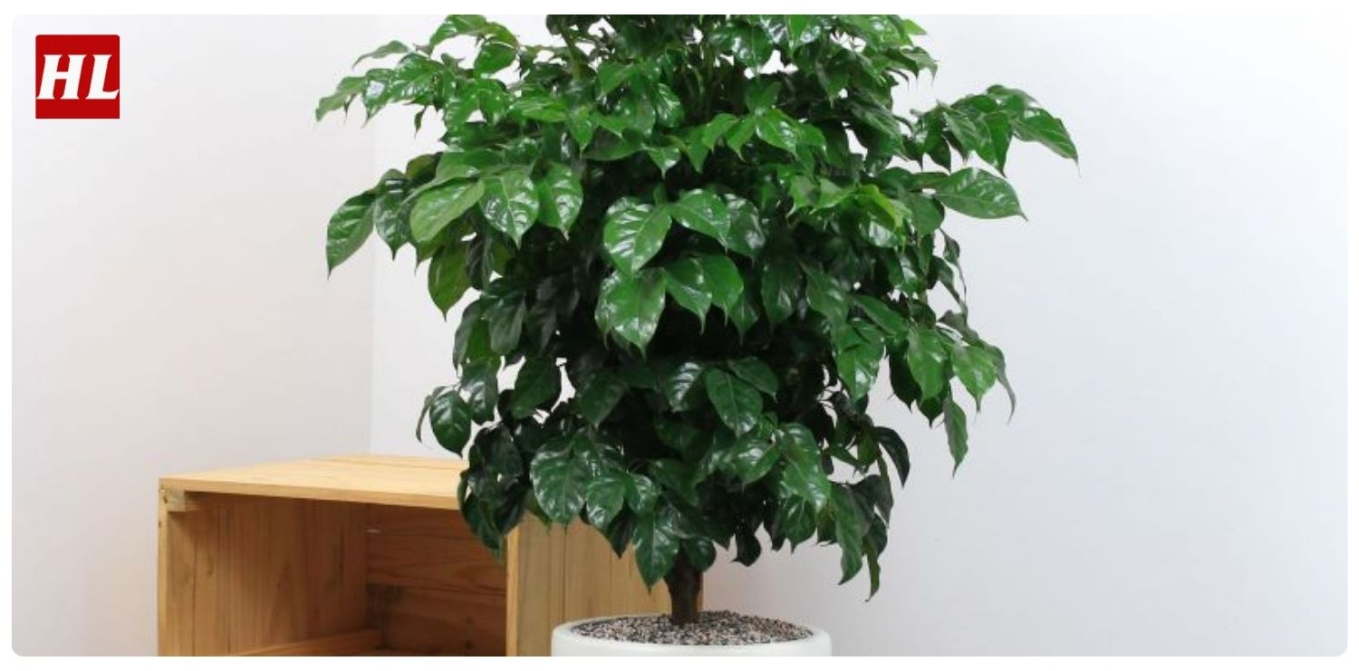 cây hạnh phúc hợp mệnh gì