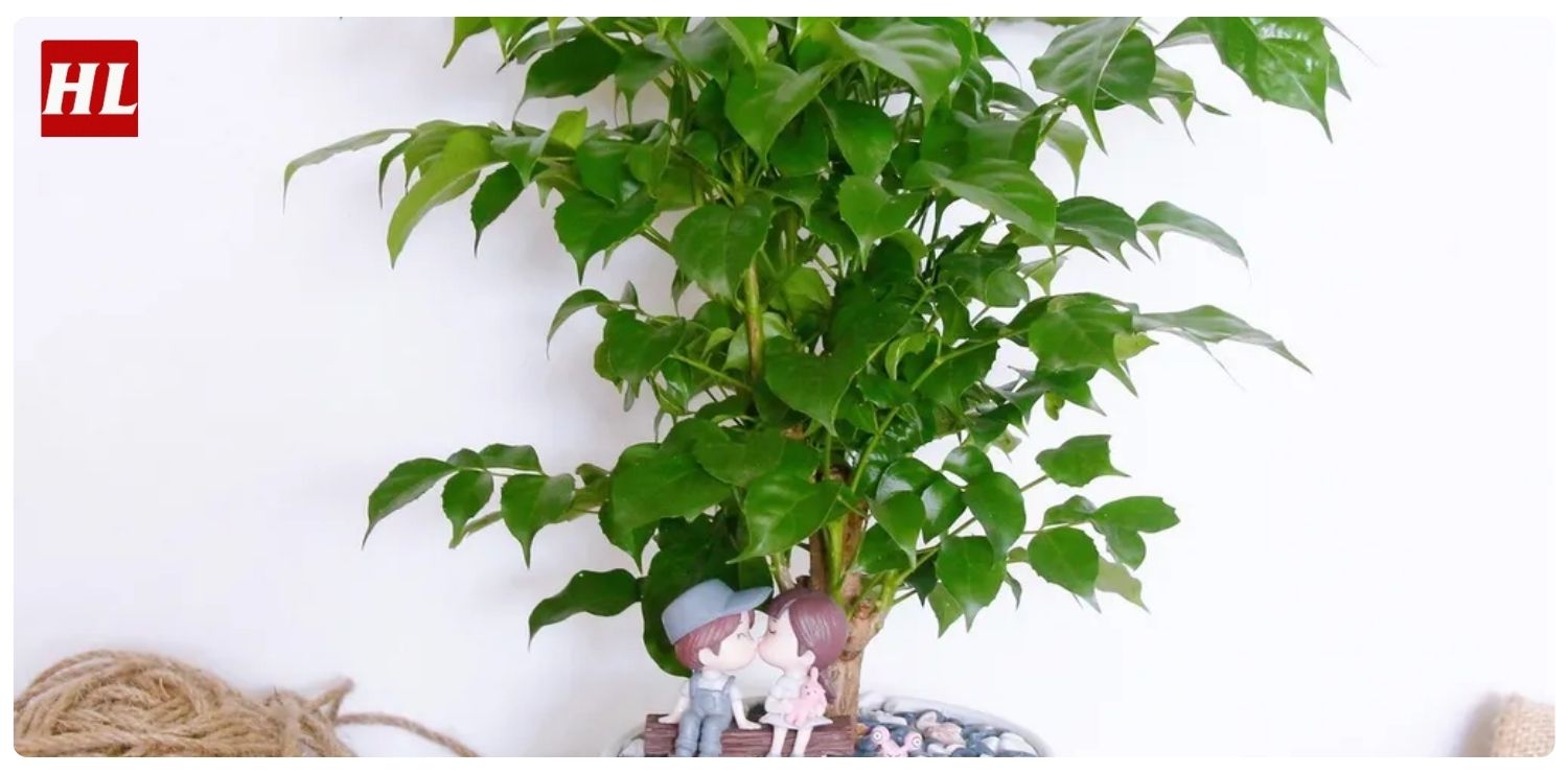 cây hạnh phúc hợp mệnh gì