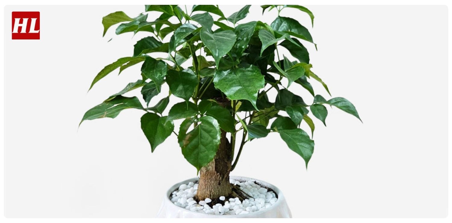 cây hạnh phúc hợp mệnh gì