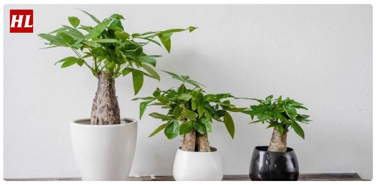 Cây kim ngân hợp mệnh gì