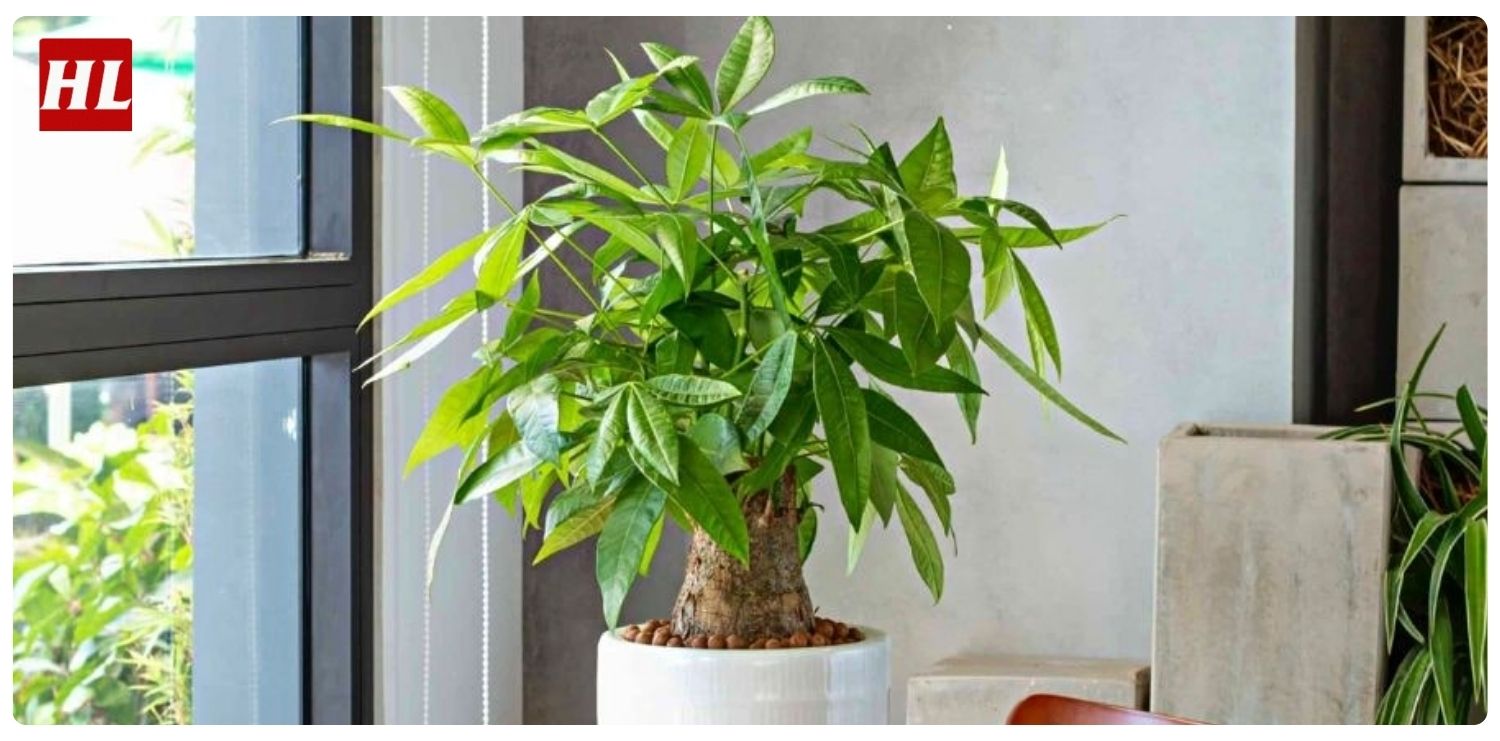 Cây kim ngân hợp mệnh gì