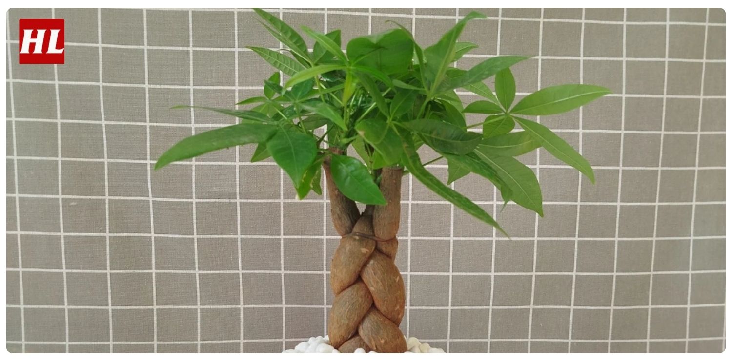 Cây kim ngân hợp mệnh gì