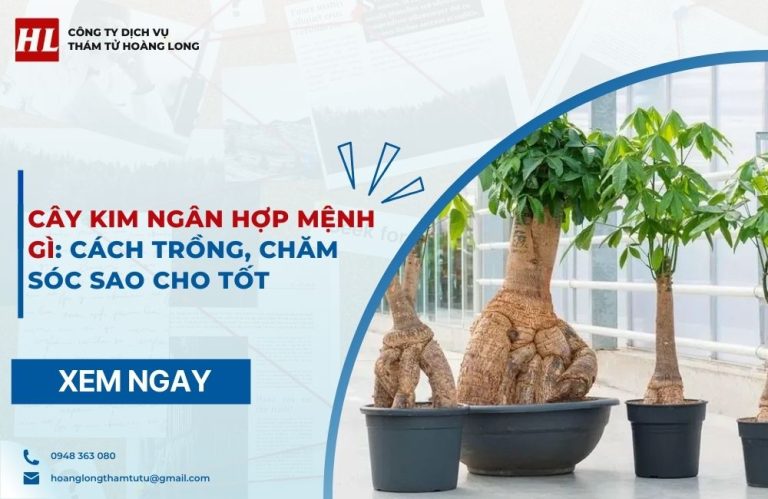 cây kim ngân hợp mệnh gì