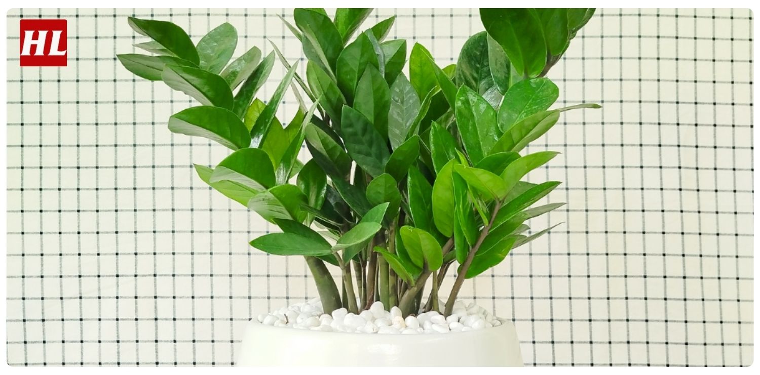 cây kim tiền hợp mệnh gì