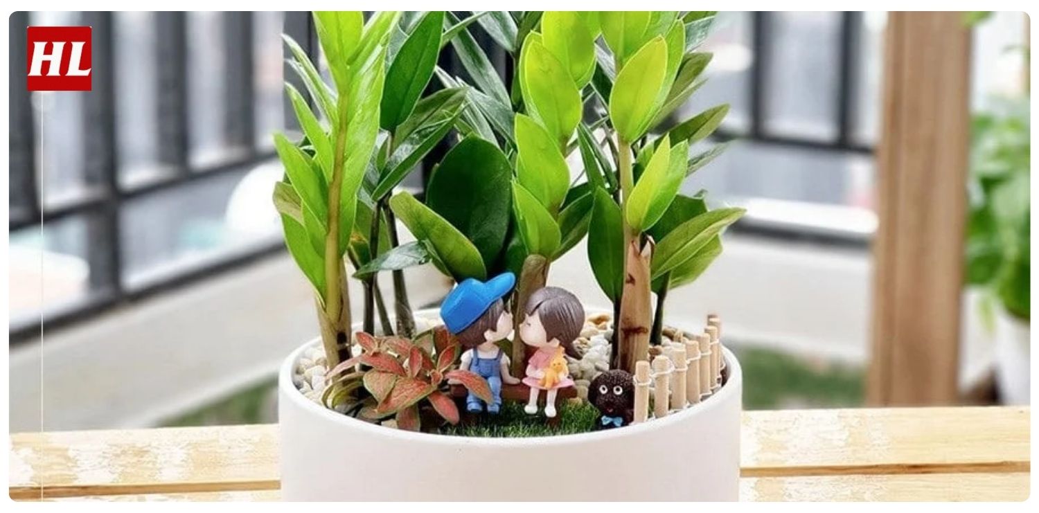 cây kim tiền hợp mệnh gì