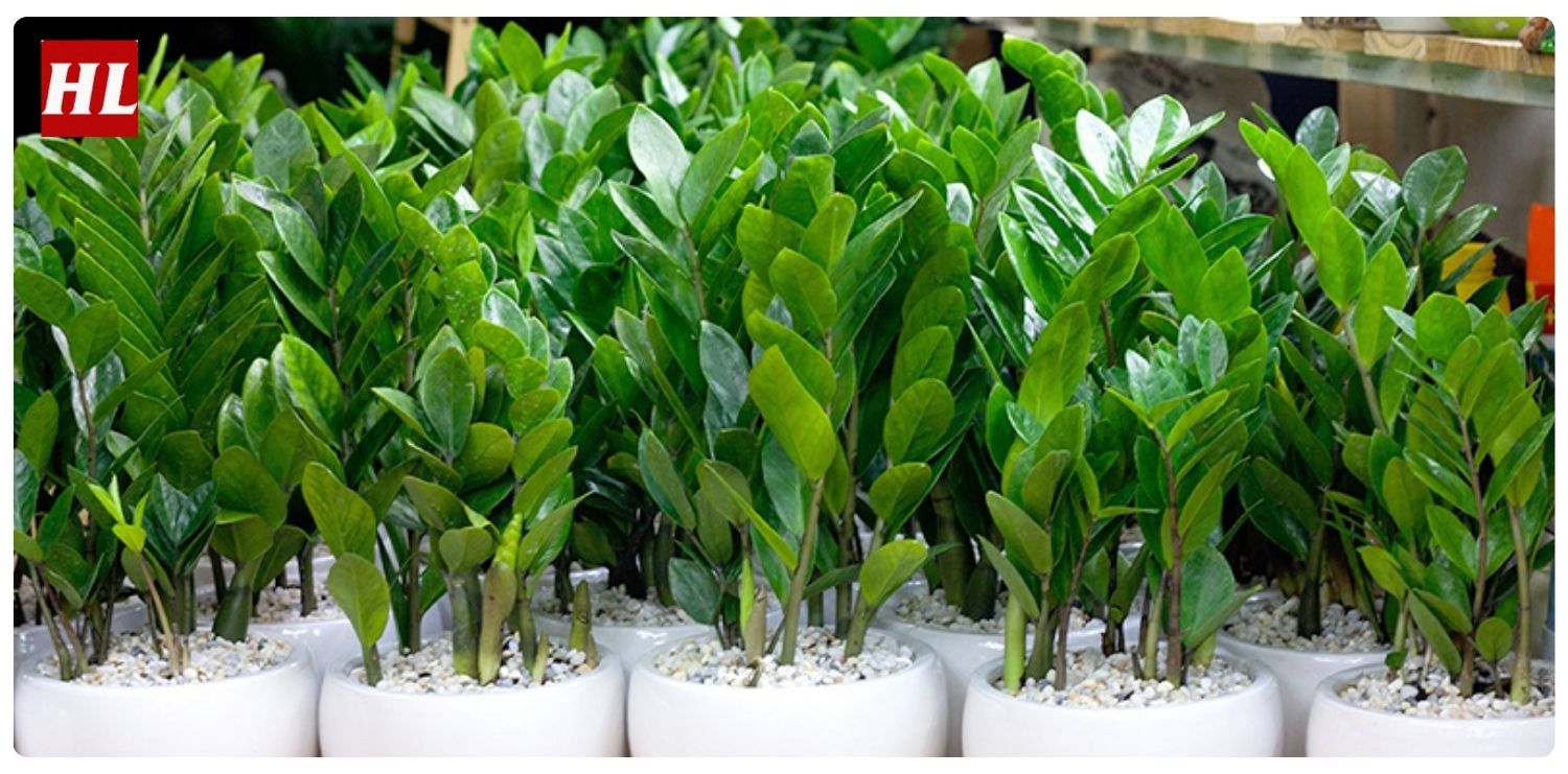 cây kim tiền hợp mệnh gì