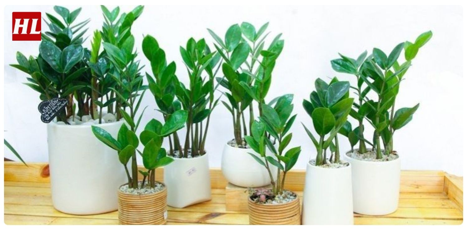 cây kim tiền hợp mệnh gì