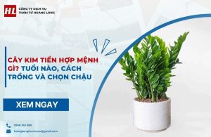 cây kim tiền hợp mệnh gì