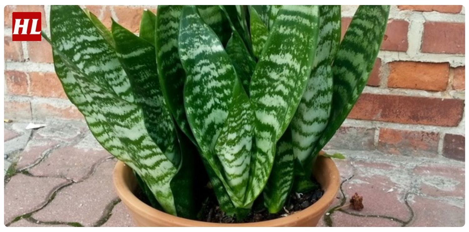 Cây lưỡi hổ hợp mệnh gì