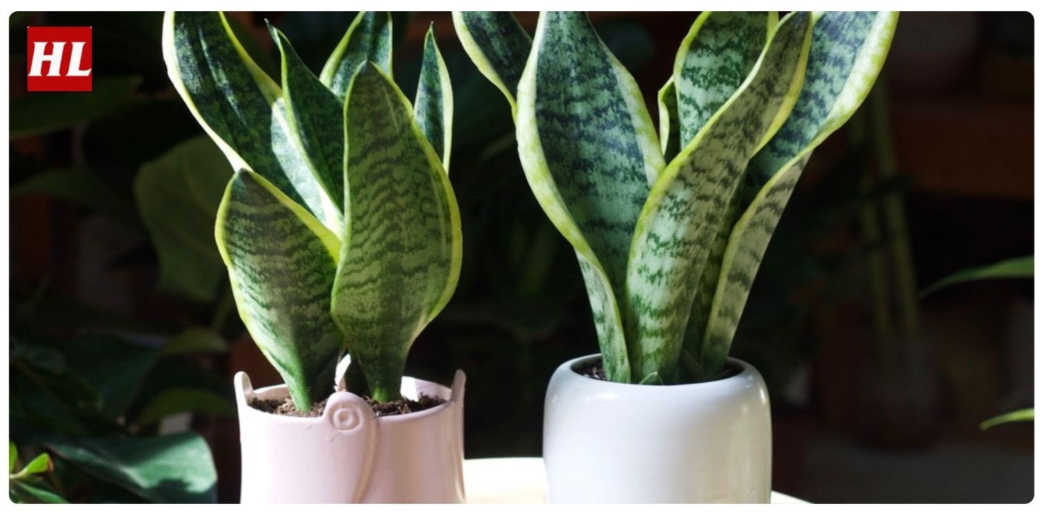 Cây lưỡi hổ hợp mệnh gì