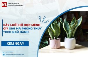 Cây lưỡi hổ hợp mệnh gì