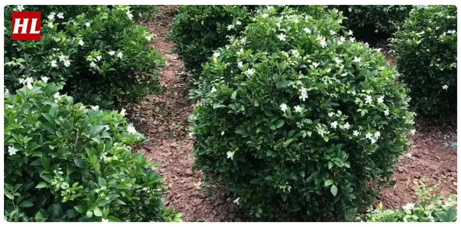 Cây nguyệt quế hợp mệnh gì