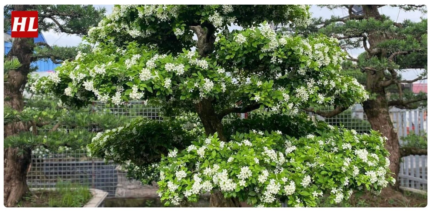 Cây nguyệt quế hợp mệnh gì