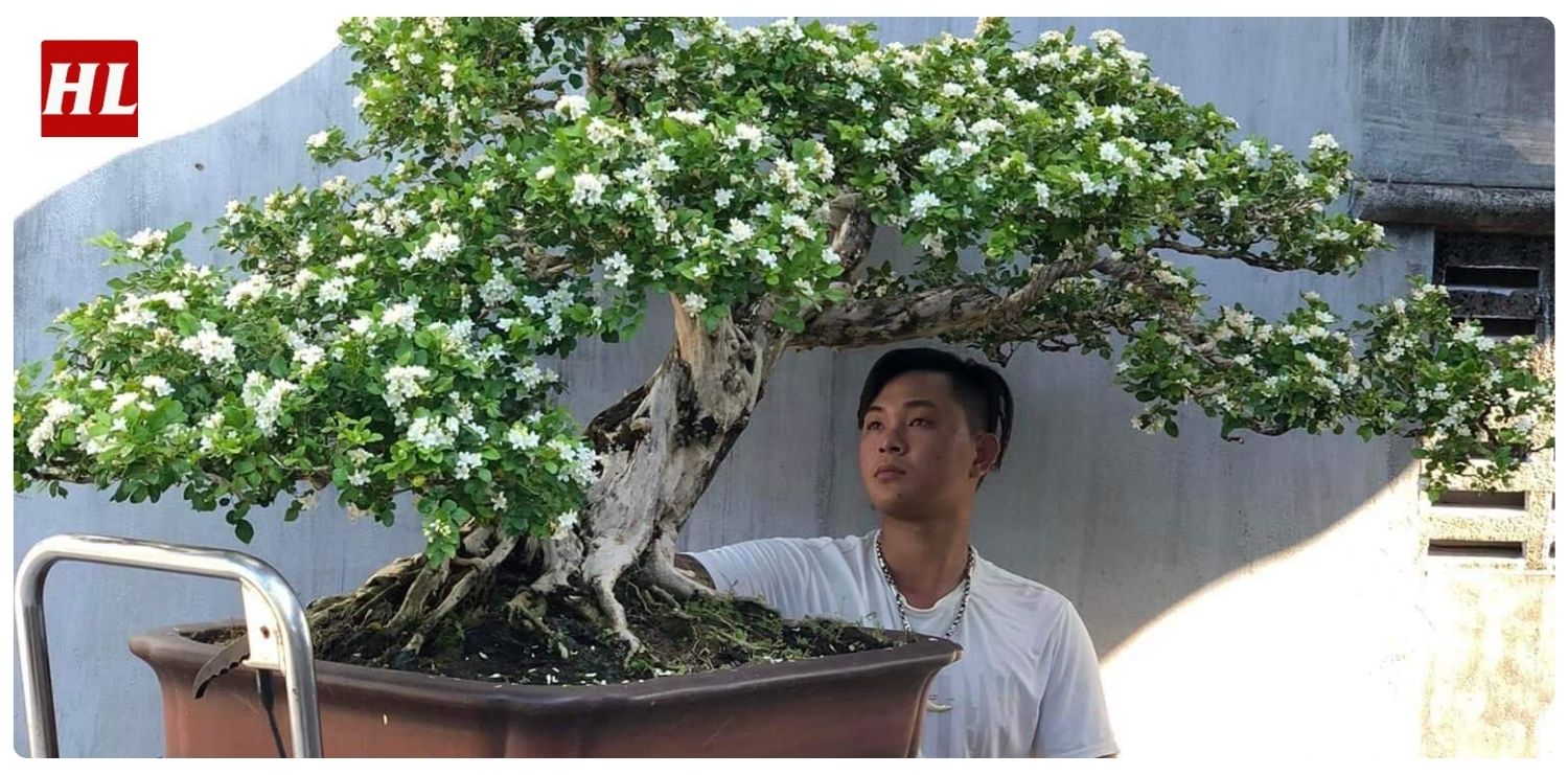 Cây nguyệt quế hợp mệnh gì