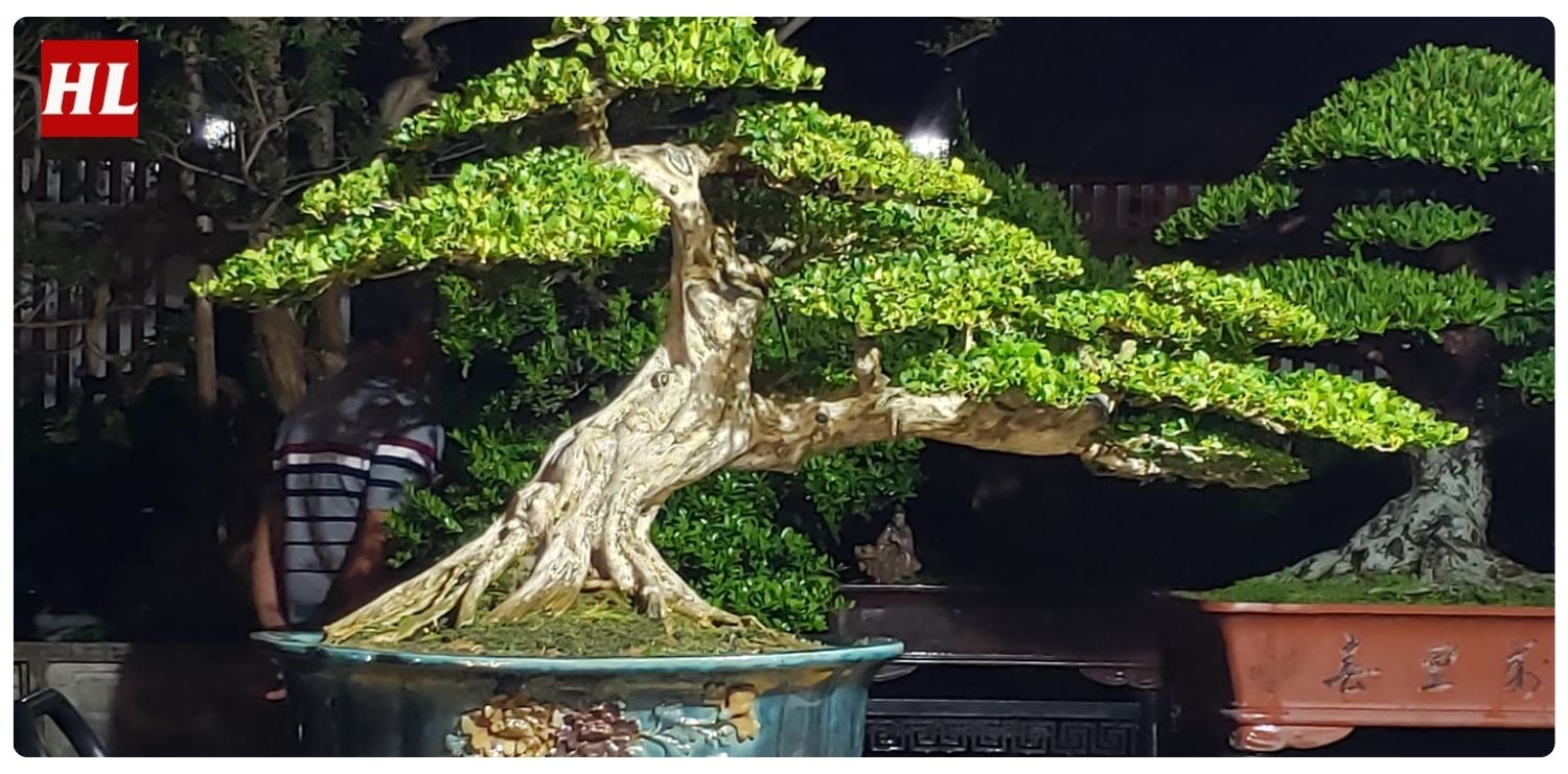 Cây nguyệt quế hợp mệnh gì