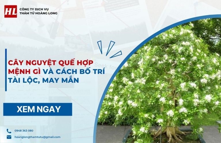 Cây nguyệt quế hợp mệnh gì