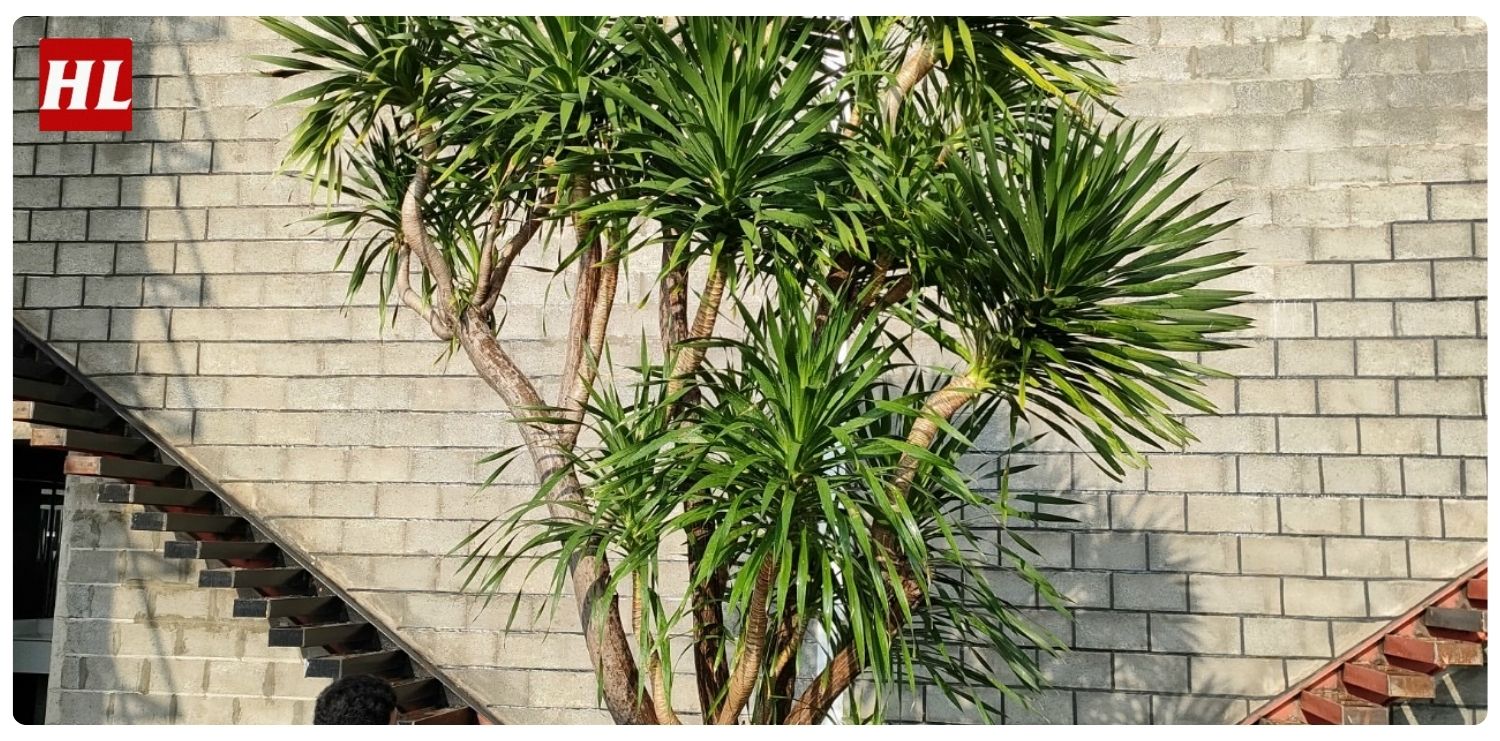 Cây phát tài núi hợp mệnh gì