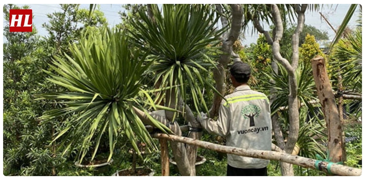 Cây phát tài núi hợp mệnh gì