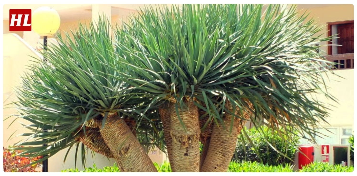 Cây phát tài núi hợp mệnh gì