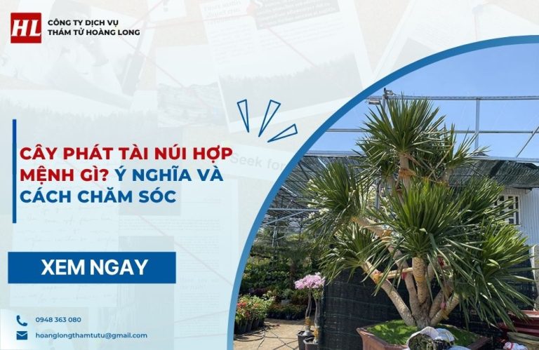 Cây phát tài núi hợp mệnh gì