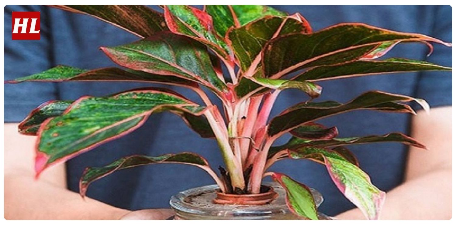 Cây phú quý hợp mệnh gì