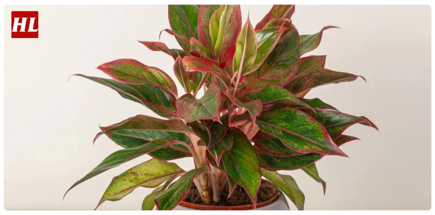 Cây phú quý hợp mệnh gì