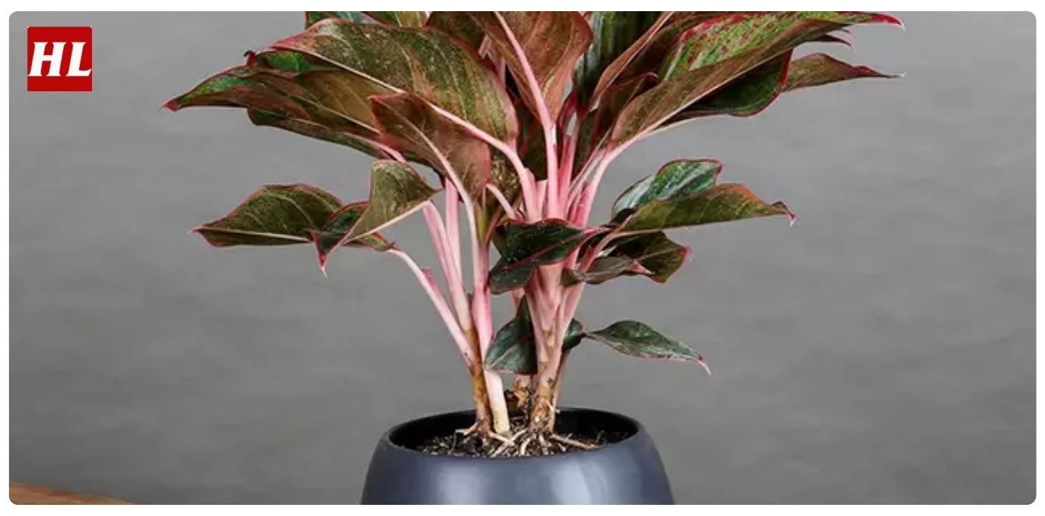 Cây phú quý hợp mệnh gì