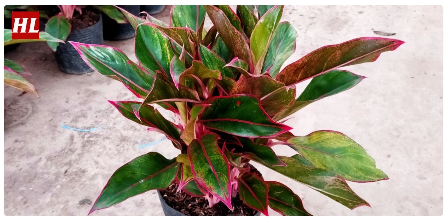 Cây phú quý hợp mệnh gì