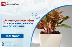 Cây phú quý hợp mệnh gì