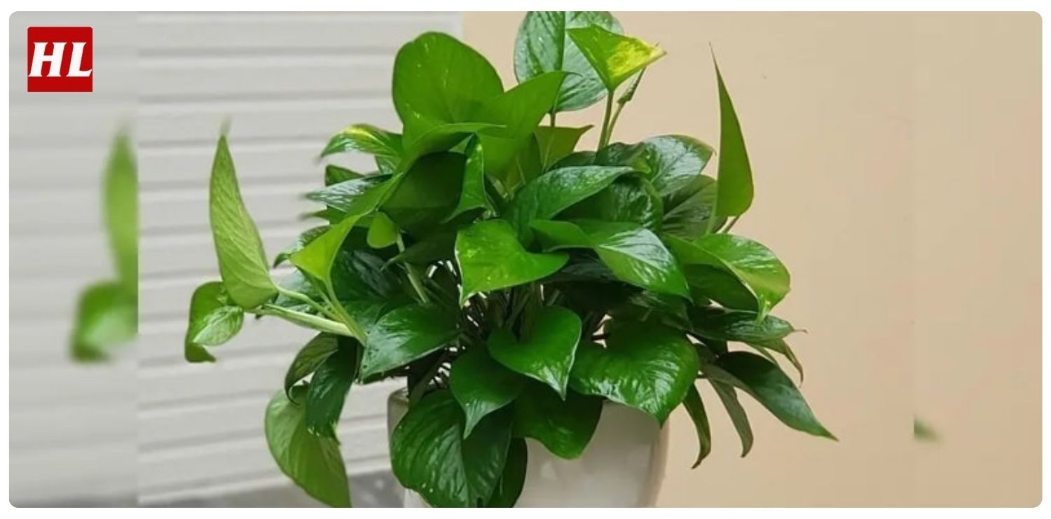 Cây trầu bà hợp mệnh gì