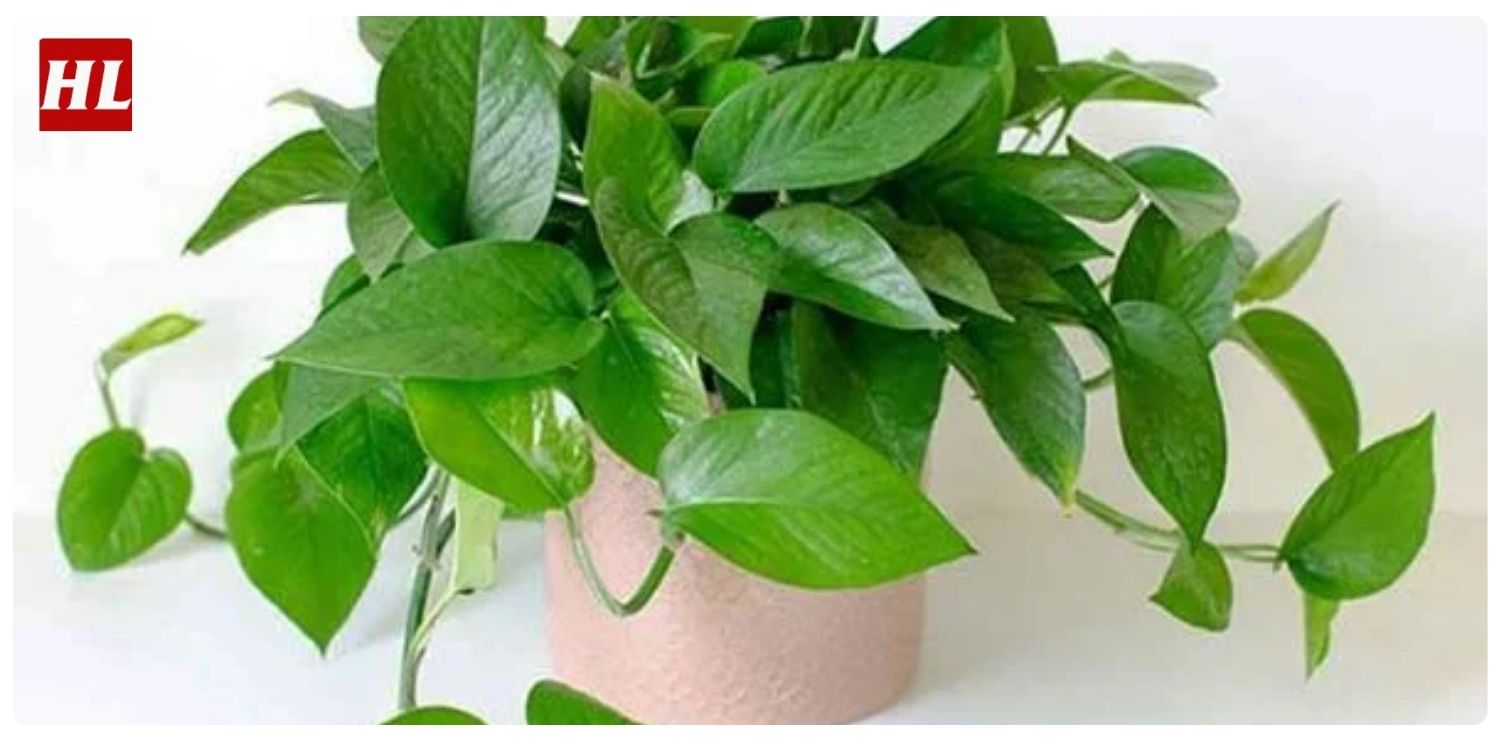 Cây trầu bà hợp mệnh gì