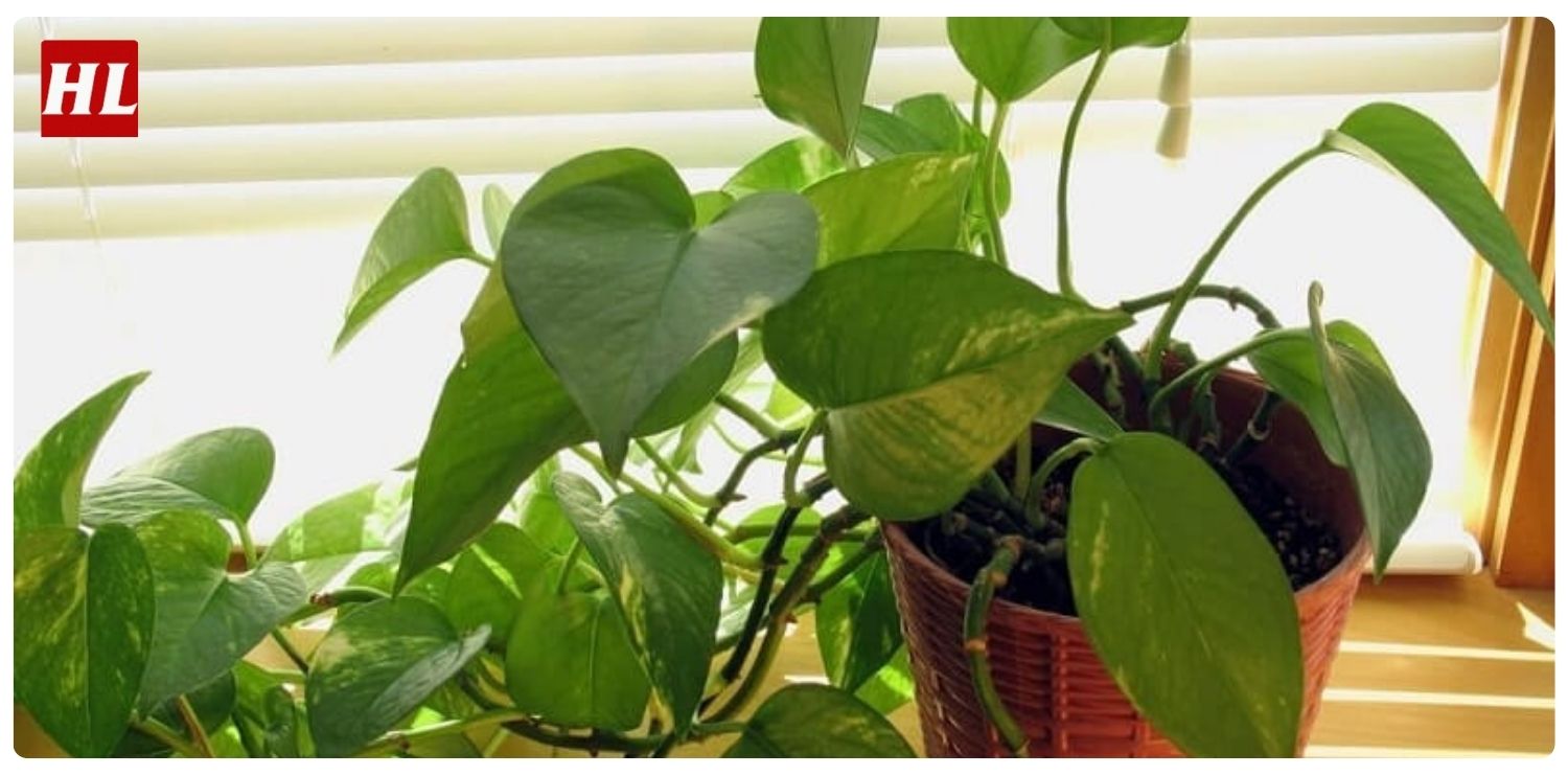 Cây trầu bà hợp mệnh gì