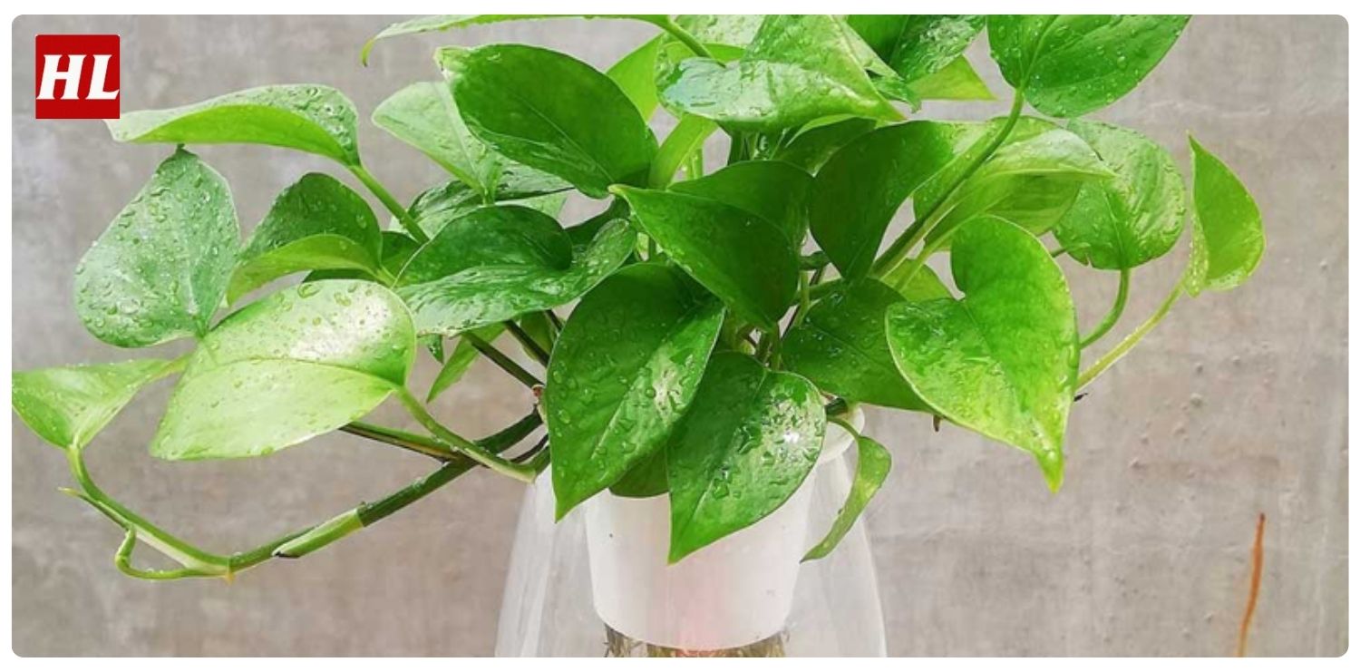 Cây trầu bà hợp mệnh gì