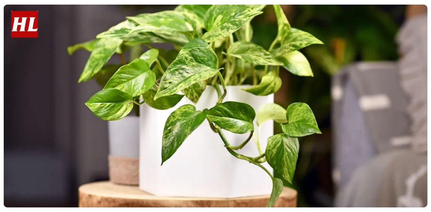 Cây trầu bà hợp mệnh gì