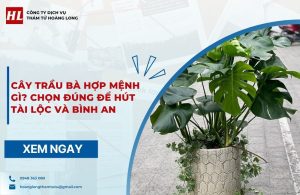 cây trầu bà hợp mệnh gì
