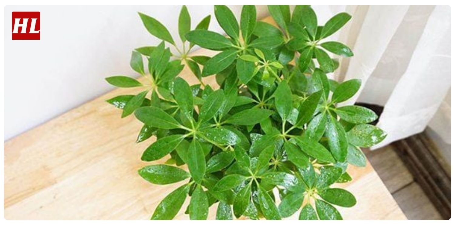 cây ngũ gia bì hợp mệnh gì