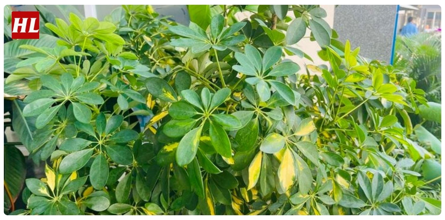 cây ngũ gia bì hợp mệnh gì