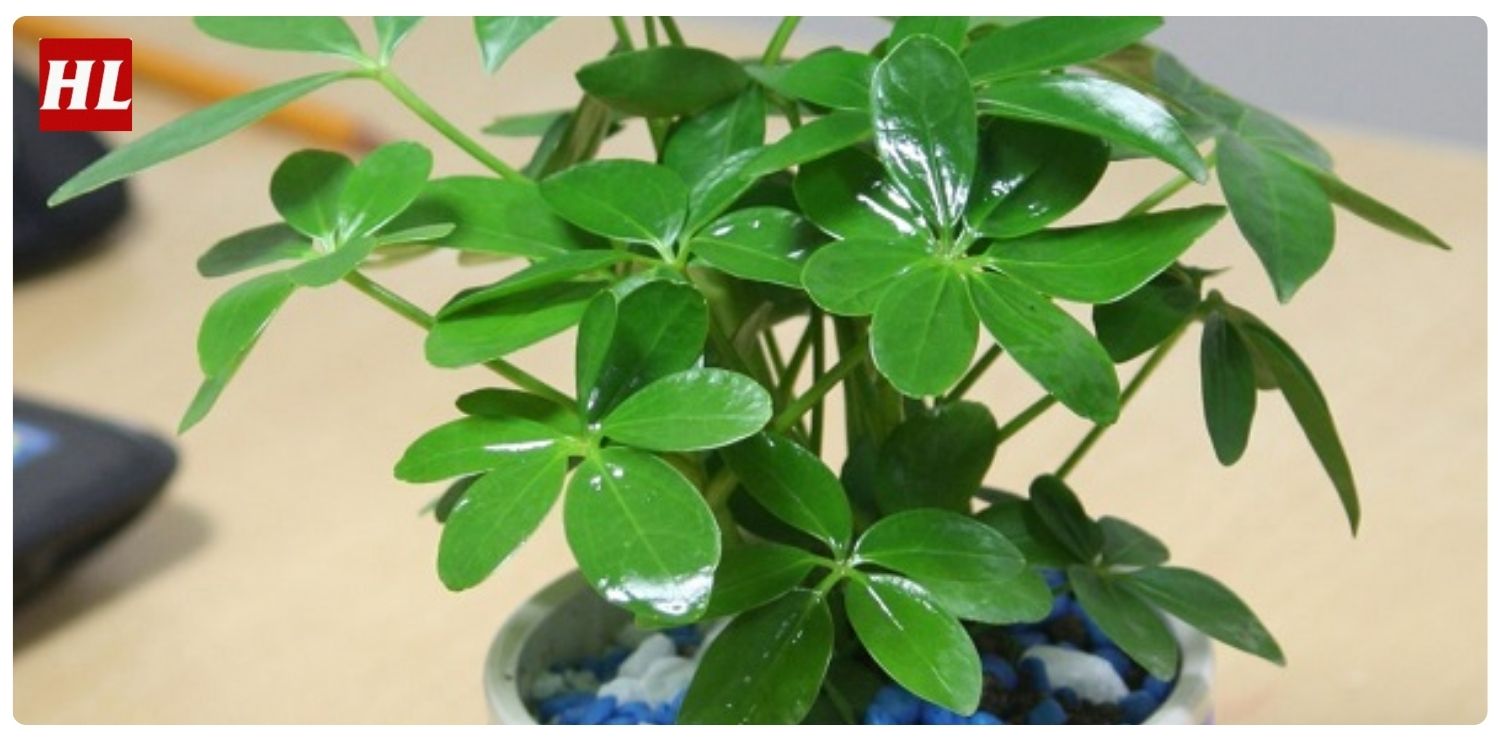 cây ngũ gia bì hợp mệnh gì