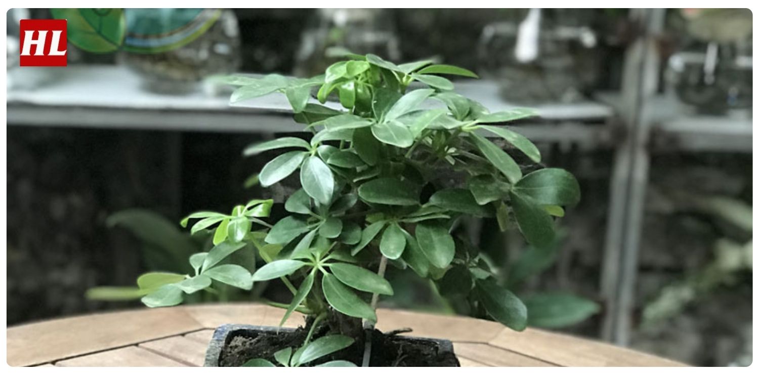 cây ngũ gia bì hợp mệnh gì