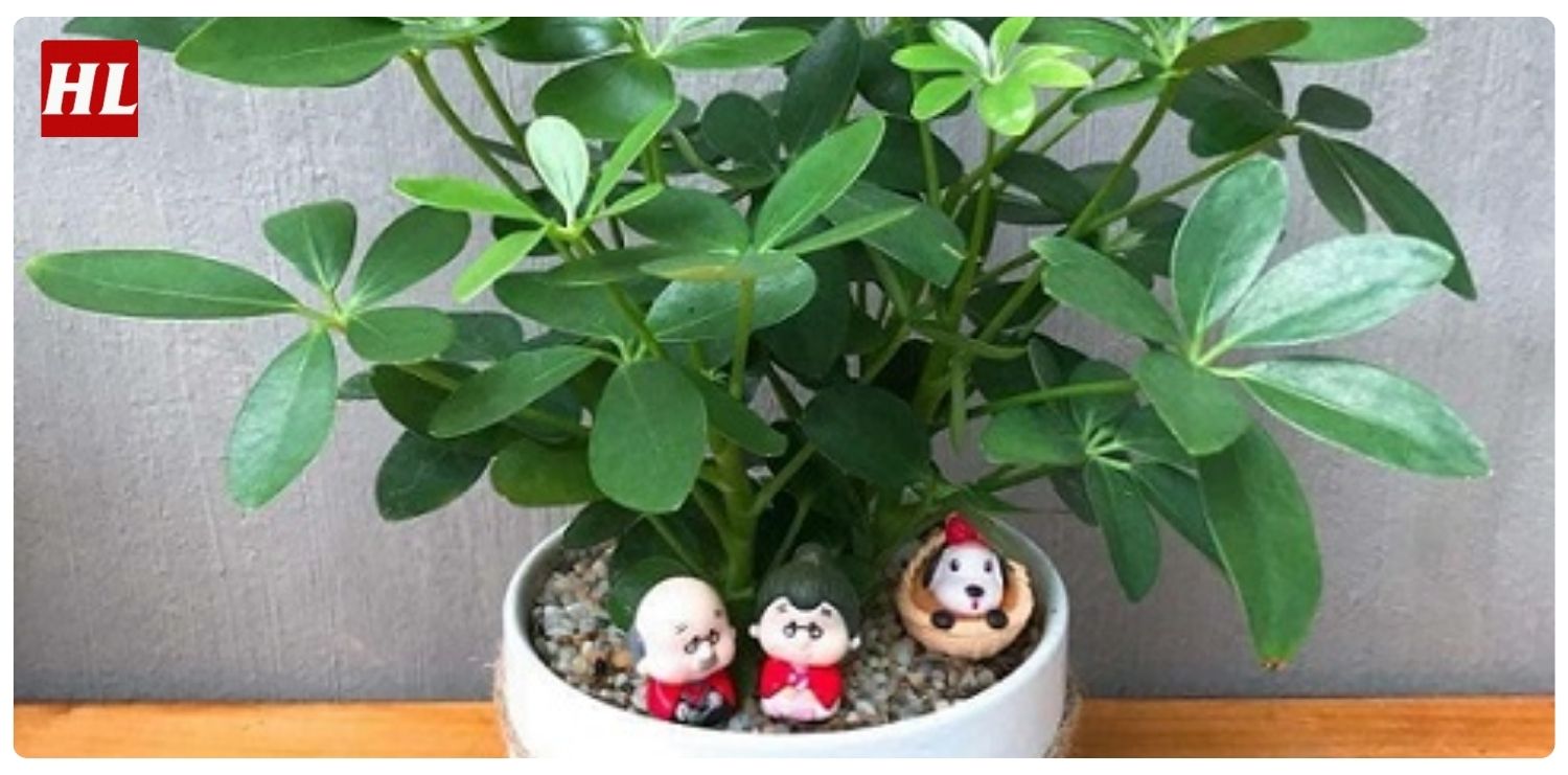 cây ngũ gia bì hợp mệnh gì