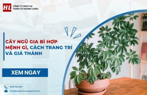 cây ngũ gia bì hợp mệnh gì