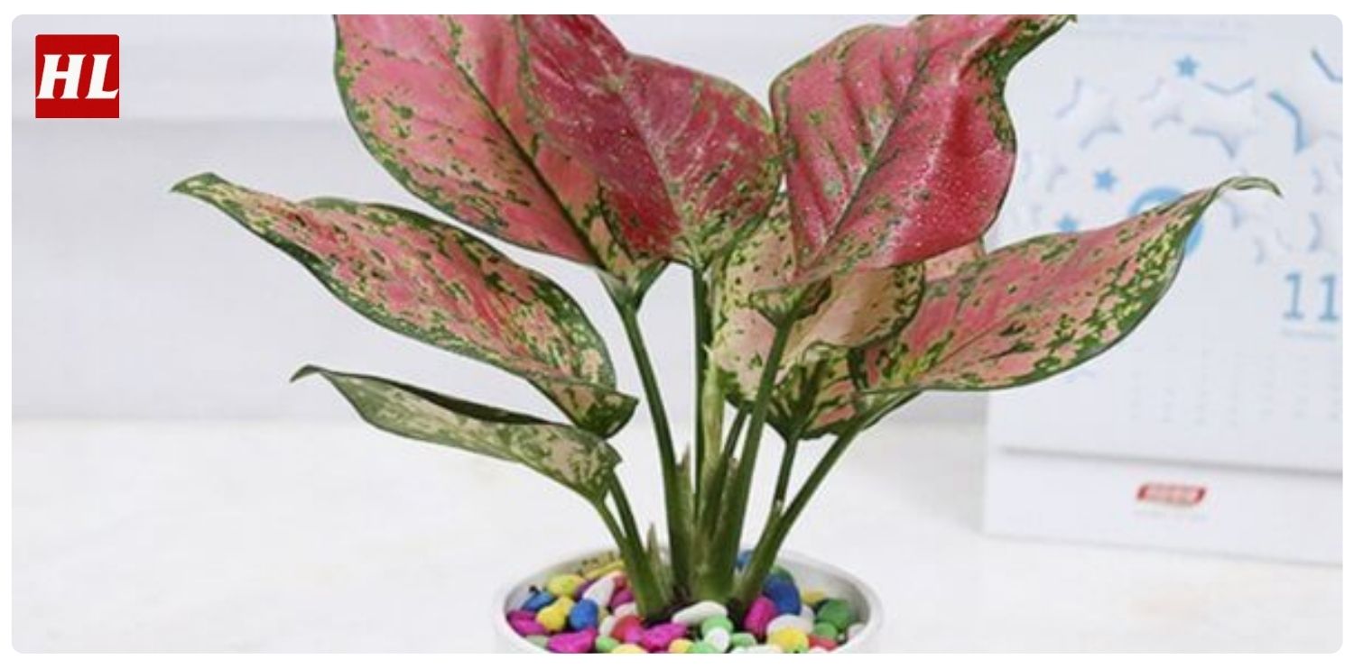 Cây vạn lộc hợp mệnh gì