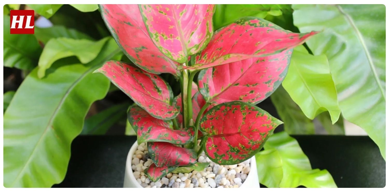 Cây vạn lộc hợp mệnh gì