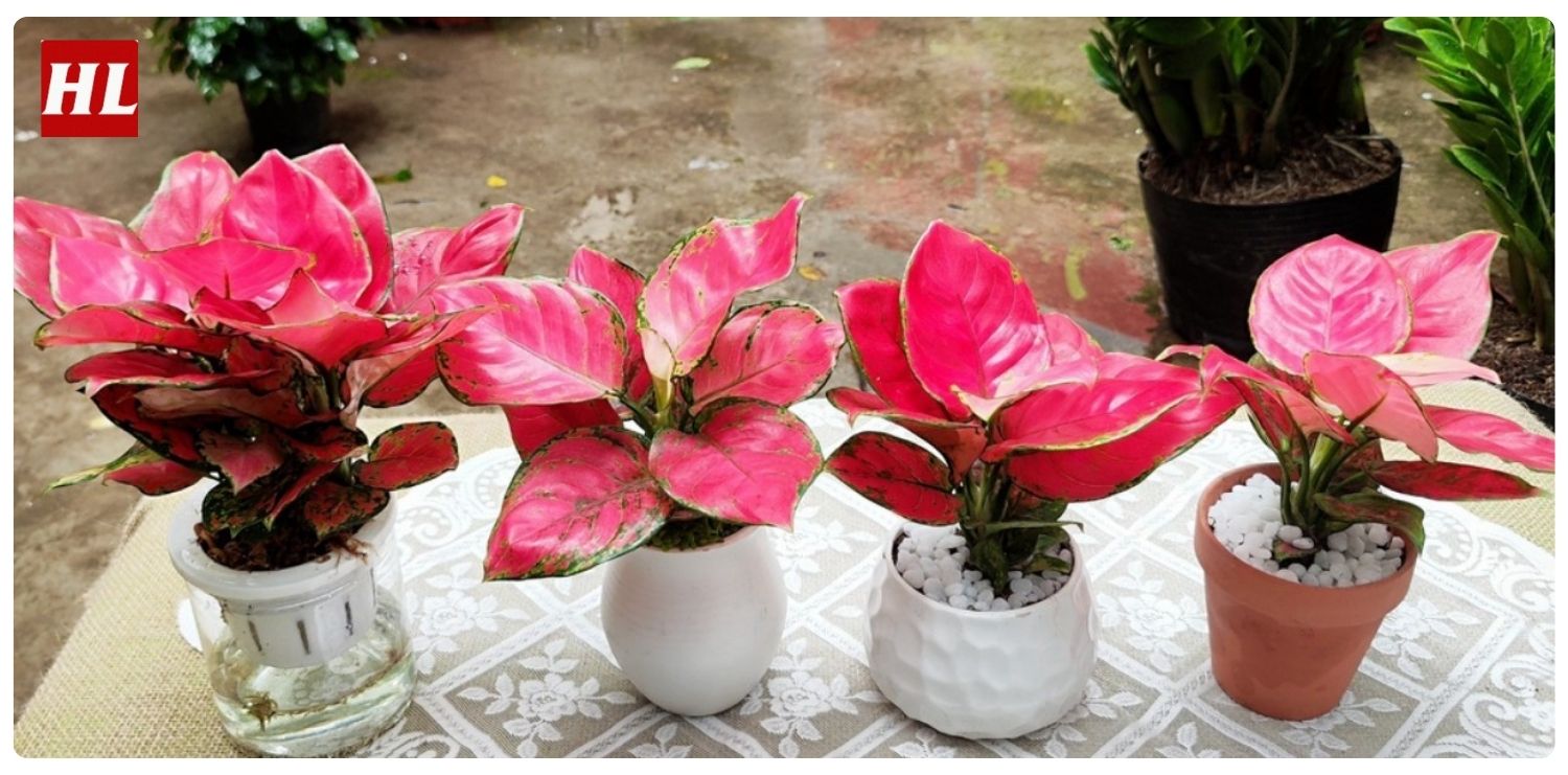 Cây vạn lộc hợp mệnh gì