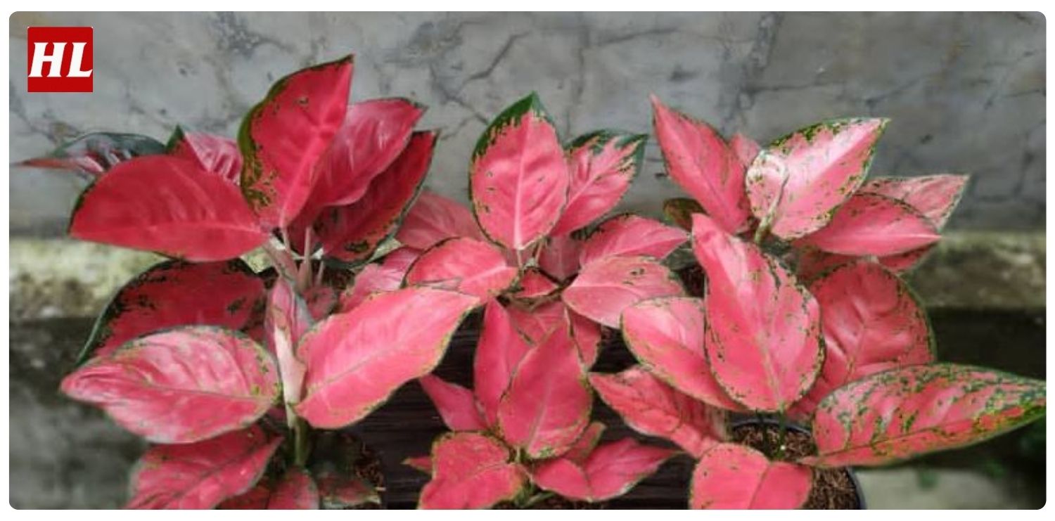 Cây vạn lộc hợp mệnh gì