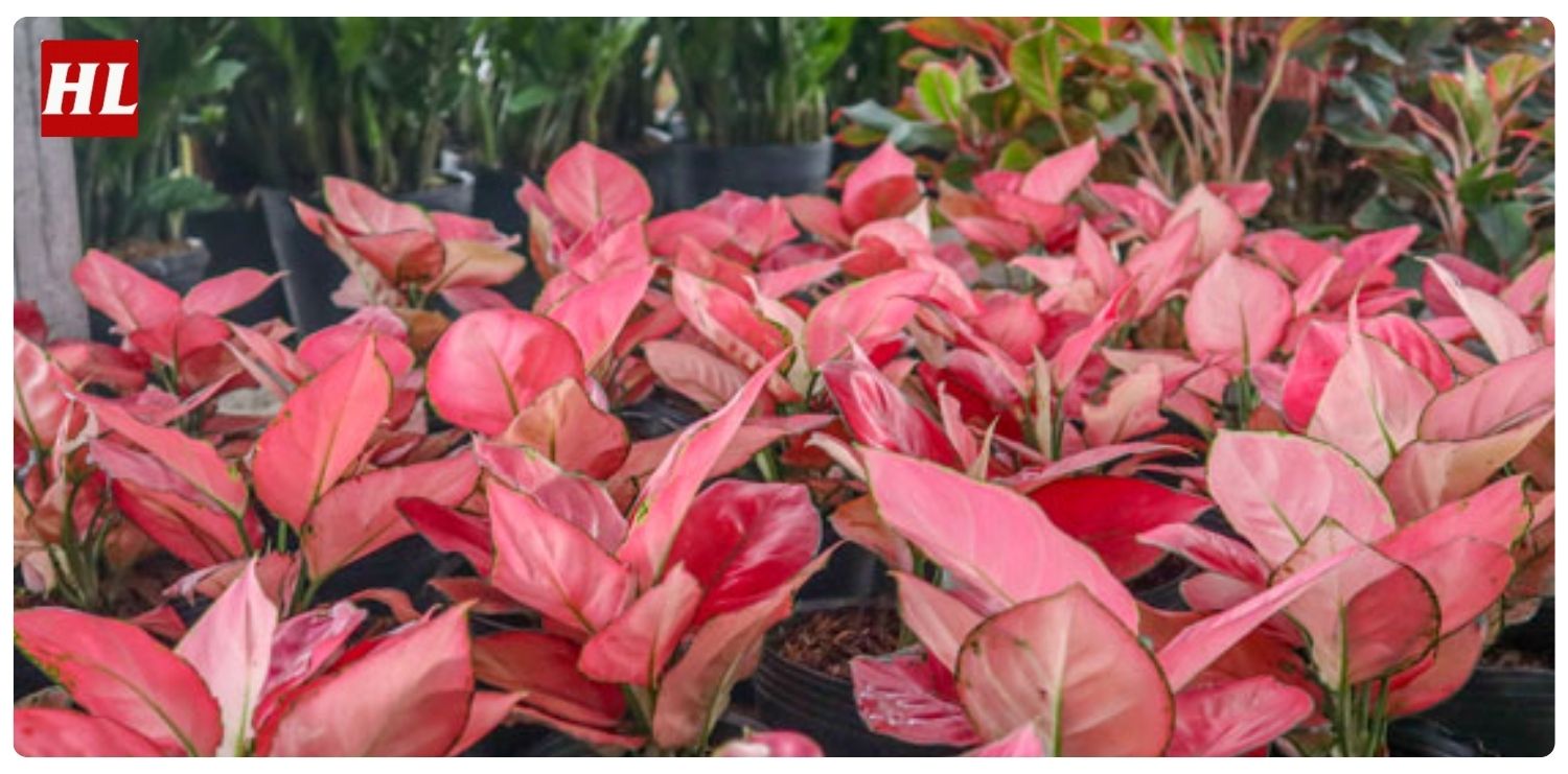 Cây vạn lộc hợp mệnh gì