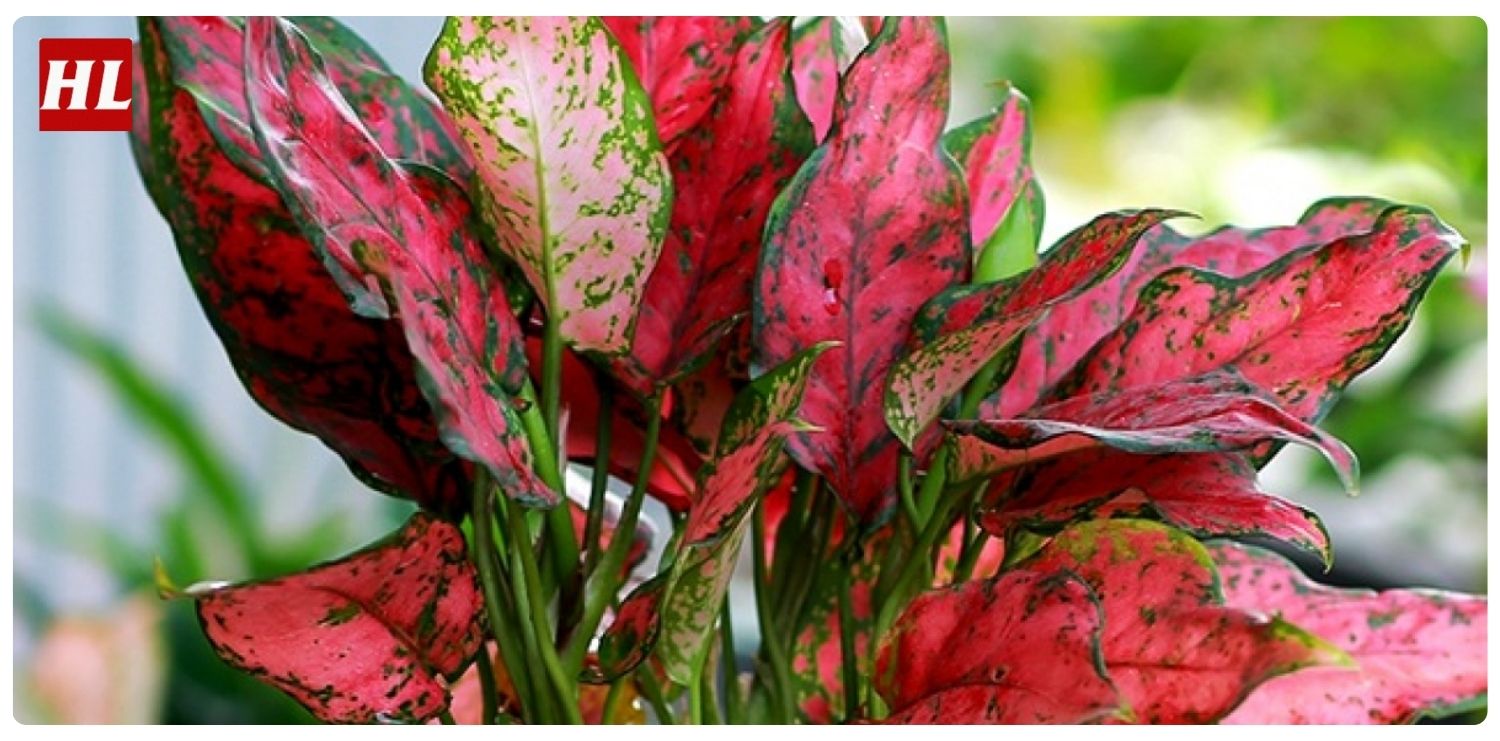 Cây vạn lộc hợp mệnh gì