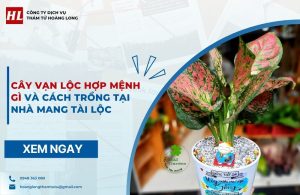 Cây vạn lộc hợp mệnh gì